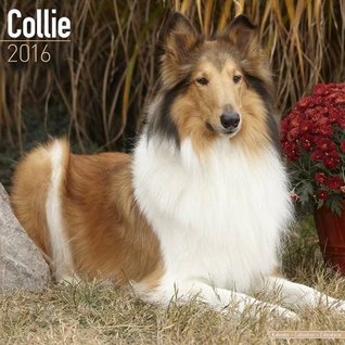 Download Collie Calendar - Breed Specific Collie Calendar - 2016 Wall calendars - Dog Calendars - Monthly Wall Calendar by Avonside -  file in ePub