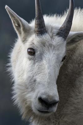 Download Mountain Goat Animal Journal: 150 Page Lined Notebook/Diary -  | ePub