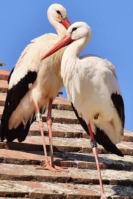 Read A Pair of Storks on the Roof Bird Journal: 150 Page Lined Notebook/Diary -  file in ePub